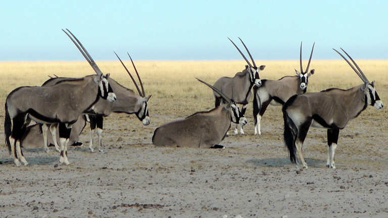 Oryx Antilopen